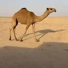 صفرا كفو