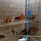 دجاج فيومي
