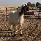 جذع فاخر فحل غنم نعيم صنف