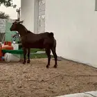 معزا محايلي