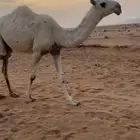 وضحا حقه