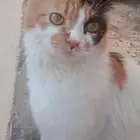 قطه تبني حامل