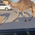 للبيع بكره كفووو