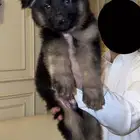 جيرمن شيبرد