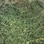 متوفر برسيم جميع المقاسات التلبين على الطلب ( صافي   مخلوط