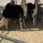 خروف ورخال نجد