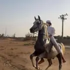 حصان واهو