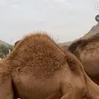 قعود مقفل شحم