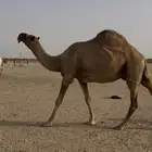 خلفة شعلا
