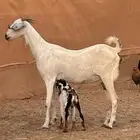 معزا بيشي من حلالنا صنف الصنف 23 مع الفحل