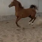 فرس واهو لقاح