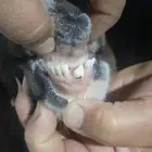 تيس مشروك هولندي مع باكستاني