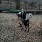 ثلاث من المعزا وحده والد وثنتين دفيع