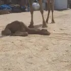 خفوت خلفه ناقه طويله وديدها طيب وهديه على جميع الشروط