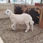 طبخ ولائم ( زواج. خطوبة. تخرج. اي مناسبة )