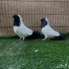 حمام زينة - ذكرين سوداني حجم توب