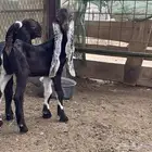 عرض وبيع جفره هجين هندي