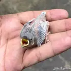 فرخ جاوا سيلفر تربيه