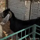 تيس فحل ( تم البيع )
