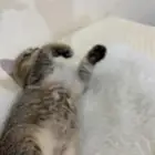 القط عمره أقل من شهرين صحته تمام ذكر