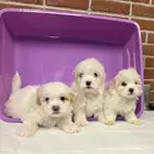 كلاب مالتيز تي كب