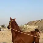 مهره عربية للبيع