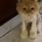 قط منزل لتبني