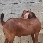 مشروع فحل ادهم هجين كلهاري( تم البيع)