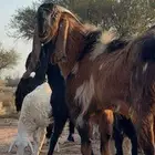 تيس فحل عندي فديو له الي يبيه أرسله خاص او واتس