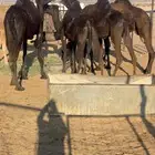 4 مجاهيم للبيع