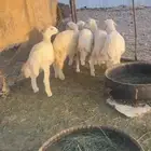 البيع