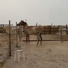 مهر شعبي شيخ