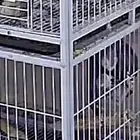 زوج كاسكو للبيع