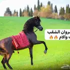 فرس عربيه اصيله حفيدة مروان الشقب والسعر مناسب