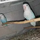 جوز روز