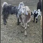 شاة تحته تيس وبغره