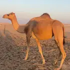 هجن سلالة طيبه لقحه جمله