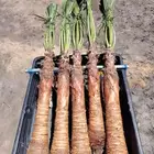 نخل وشنطني زينه