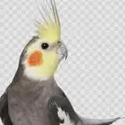 كروان اليف