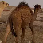 حشو طيبة للبيع