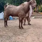 للبيع تيس هولندي