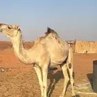 للبيع حيل موقع شروره