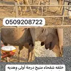 خلفه منيح درجة أولى وهديه والحليب واجد