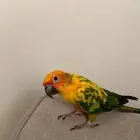 بغبغاء صن كنيور