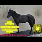 فرس بونيه هاديه