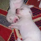 جراوه كلاب مالتيز