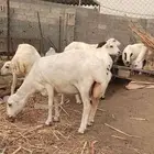 ضان