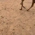 قعود اشعل ثني