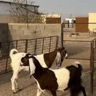 معزا