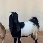 عنز مشروكه طيبه تم البيع